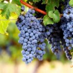 cabernet grapes​: Nature’s Dark Music in a Berry