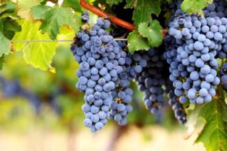 cabernet grapes​: Nature’s Dark Music in a Berry