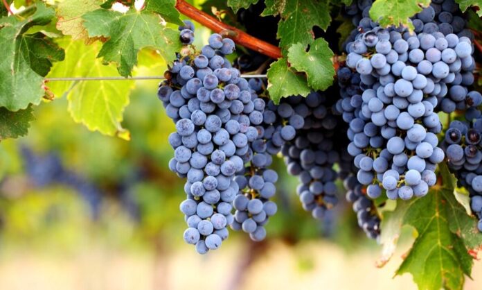 cabernet grapes​: Nature’s Dark Music in a Berry