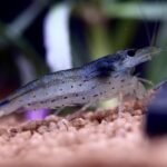 The Silent Cleaner: Caridina Japonica Amano Shrimp
