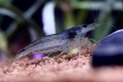 The Silent Cleaner: Caridina Japonica Amano Shrimp