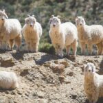 The Story of Mohair Mohair: A Fiber Woven by Nature and Time