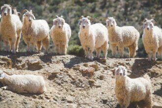 The Story of Mohair Mohair: A Fiber Woven by Nature and Time