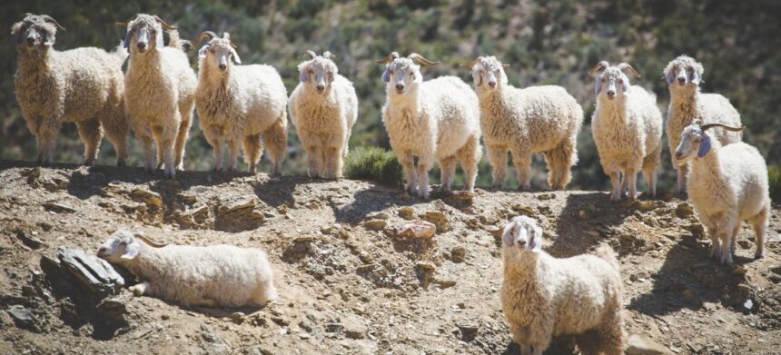 The Story of Mohair Mohair: A Fiber Woven by Nature and Time