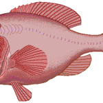 The Gentle Giant of Seafood: Orange Roughy