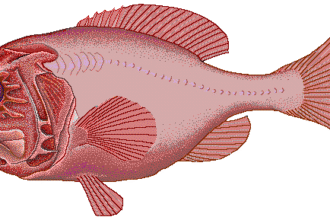 The Gentle Giant of Seafood: Orange Roughy