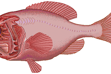 The Gentle Giant of Seafood: Orange Roughy