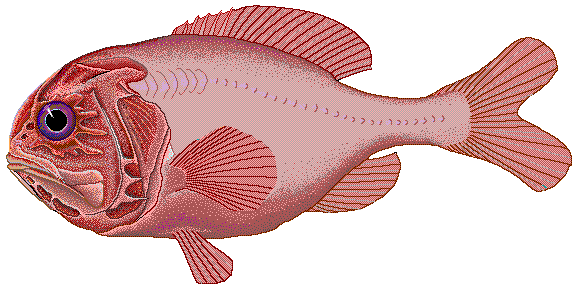 The Gentle Giant of Seafood: Orange Roughy