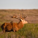 Red Stag Chronicles: The Velvet Antlered Forest King