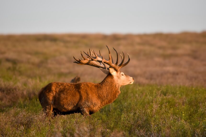 Red Stag Chronicles: The Velvet Antlered Forest King