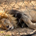 Zooskooñ Where Innovation Meets Next-Gen Digital Intelligence