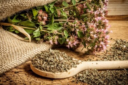 вранилова трава: Exploring its Nature and Significance