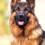 Alsatian Guard Dogs: Legacy of One of the World's Best Breeds
