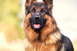 Alsatian Guard Dogs: Legacy of One of the World's Best Breeds