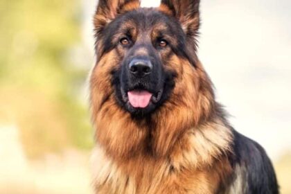 Alsatian Guard Dogs: Legacy of One of the World's Best Breeds