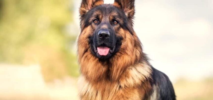 Alsatian Guard Dogs: Legacy of One of the World's Best Breeds