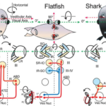 The Complete Guide to Fish Eyes: Anatomy, Vision, and Adaptations