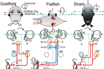 The Complete Guide to Fish Eyes: Anatomy, Vision, and Adaptations