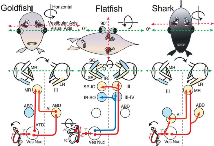 The Complete Guide to Fish Eyes: Anatomy, Vision, and Adaptations