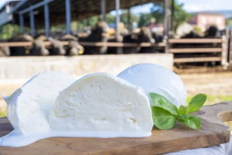 Mozzarella Cheese Buffalo: An Expository Guide To Its Flavor, History, Benefits and Applications