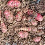 Tuber 8 Decoded: Its Story and Importance