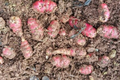 Tuber 8 Decoded: Its Story and Importance