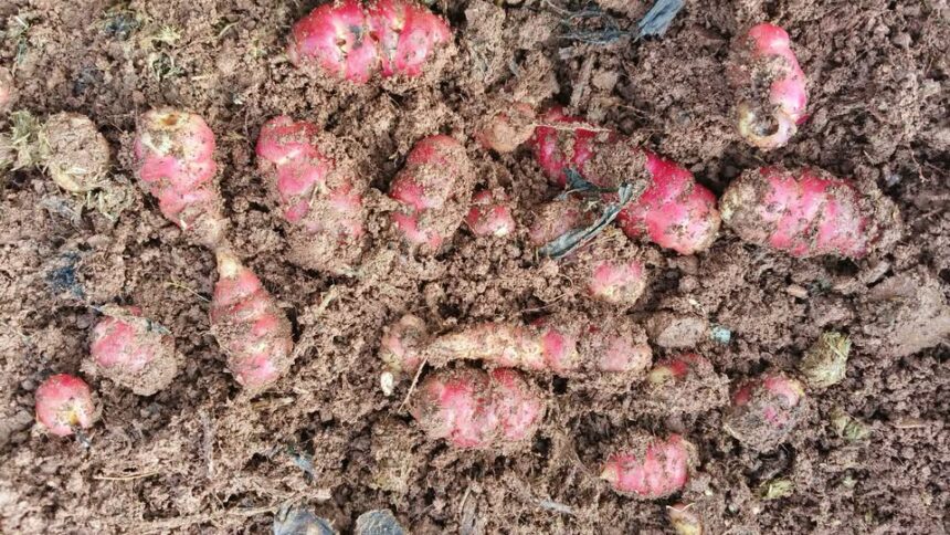 Tuber 8 Decoded: Its Story and Importance