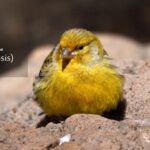 A Complete Guide to سالمونلوز and Its Prevention Methods